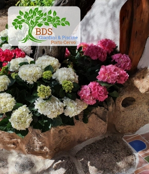 Piante e fiori per giardini a Porto Cervo in Costa Smeralta 