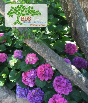 Fiori in vaso e aiuole, impianti di irragozione, innaffiatura automatica o manuale, Porto Cervo Rotondo Costa Smeralda 