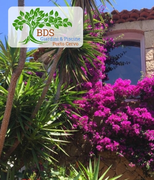 Piante rampicanti, colori vivaci, sagomatura ad altissima precisione, realizzazione giardini Porto Cervo Abbiadori Liscia di Vacca Costa Smeralda