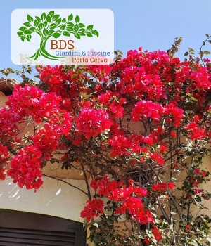 Bouganville, siepi, prati all'inglese, massima seriet� nella manutenzione dei giardini in Costa Smeralda 