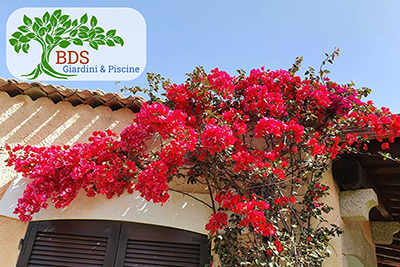 Progettazione Costruzione Realizzazione Creazione Manutenzione Manutenzioni Piscine, Porto Rotondo Baja Sardinia Porto Cervo e Costa Smeralda