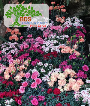 Realizzazione e manutenzione, impianti di irragozione, innaffiatura automatica o manuale, Porto Cervo Rotondo Costa Smeralda 