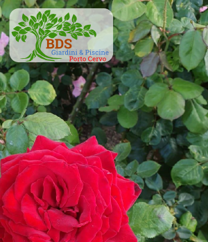 Bordo piscina con trampolino in granito, ottima manutenzione massima igiene e pulizia, Porto Cervo Porto Rotondo Baja Sardinia Arzachena 