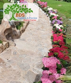 Piante rampicanti, colori vivaci, sagomatura ad altissima precisione, realizzazione giardini Porto Cervo Abbiadori Liscia di Vacca Costa Smeralda